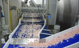 Shrimp Processing